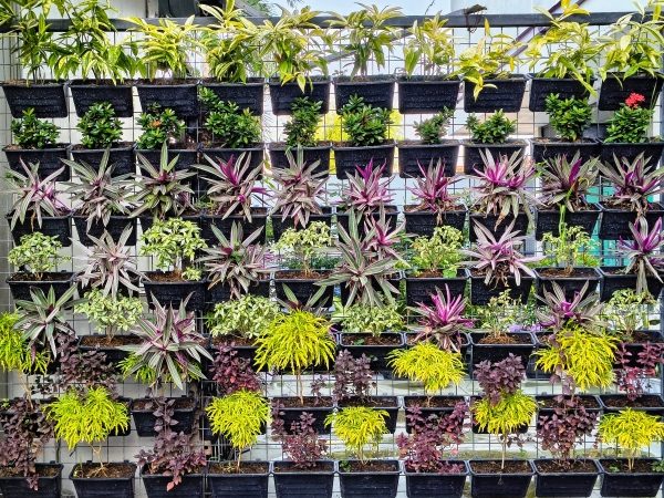 Literasi Vertical Garden