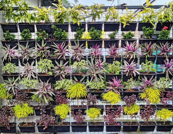 Literasi Vertical Garden