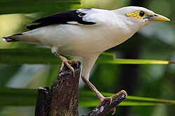 Burung Jalak Putih