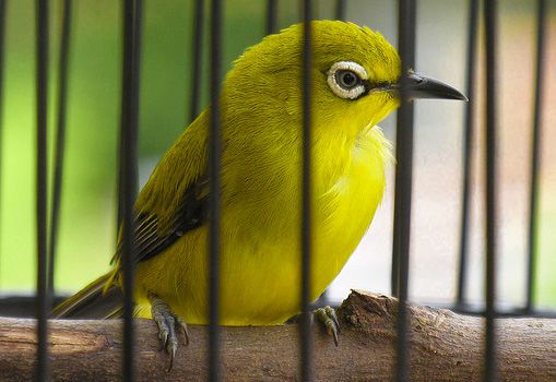 Burung Kacamata